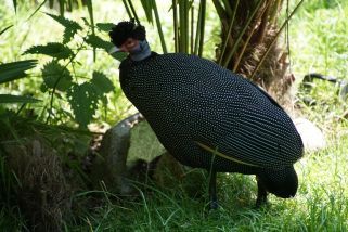 Guttera pucherani - Kräuselhauben Perlhuhn (Kenia-Haubenperlhuhn, Kräuselhauben-Perlhuhn)